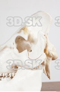 Skull photo reference 0035